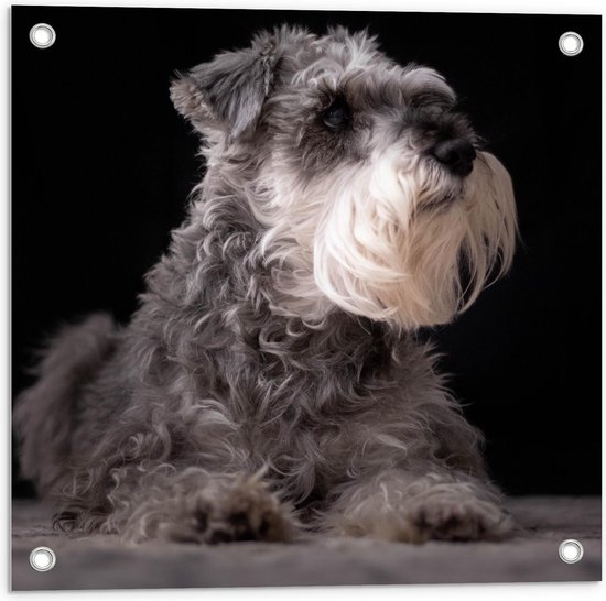 Tuinposter – Grijze Schnauzer Hond  - 50x50cm Foto op Tuinposter  (wanddecoratie voor buiten en binnen)