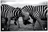 Tuinposter – Vechtende Zebra's Zwart - Wit - 60x40cm Foto op Tuinposter  (wanddecoratie voor buiten en binnen)