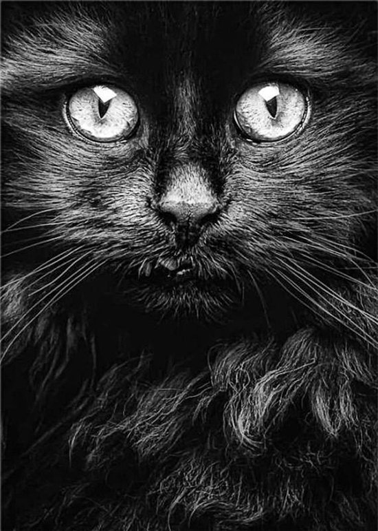 Allernieuwste Canvas Schilderij Zwarte Kat Poes Kater - Realistisch - Woonkamer - Poster -  50 x 75 cm - Zwart-Wit