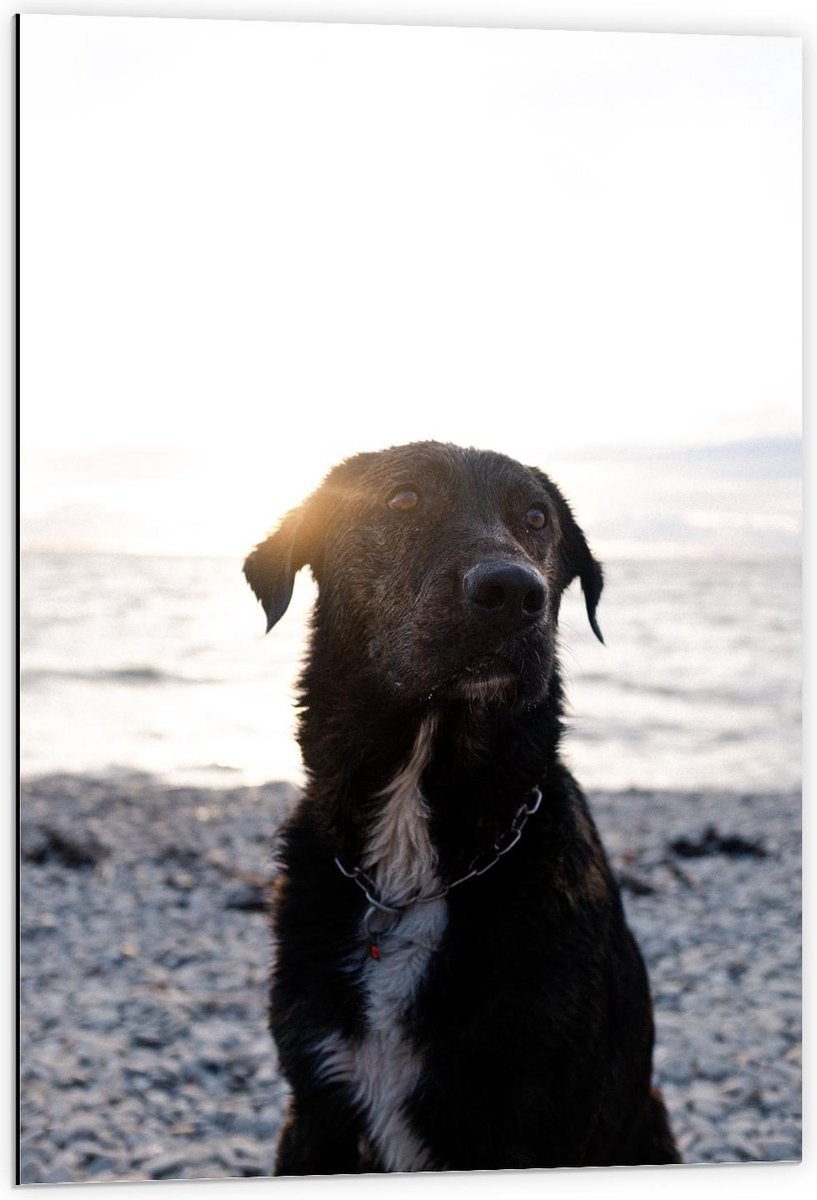 Dibond - Labrador op het Strand - 60x90cm Foto op Aluminium (Wanddecoratie van metaal)