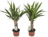 Yucca