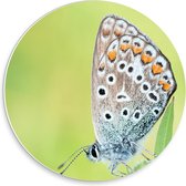 Forex Wandcirkel - Gevlekte Vlinder op Bloemetje - 30x30cm Foto op Wandcirkel (met ophangsysteem)