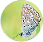Forex Wandcirkel - Gevlekte Vlinder op Bloemetje - 70x70cm Foto op Wandcirkel (met ophangsysteem)