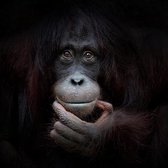 Poster zwart/wit - Orang Oetan - Aap - Wandposter 60 x 60 cm - poster dieren
