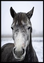 Poster Grey Horse - 30x40 cm Met Fotolijst - Natuur Poster - Ingelijst - WALLLL