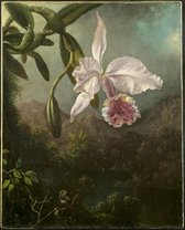 Martin Johnson Heade, Bloeiende orchidee, 1873 op canvas, afmetingen van dit schilderij zijn 45 X 100 CM