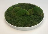 Mosschilderij Luchi Wit ø 34cm Plat-Bolmos