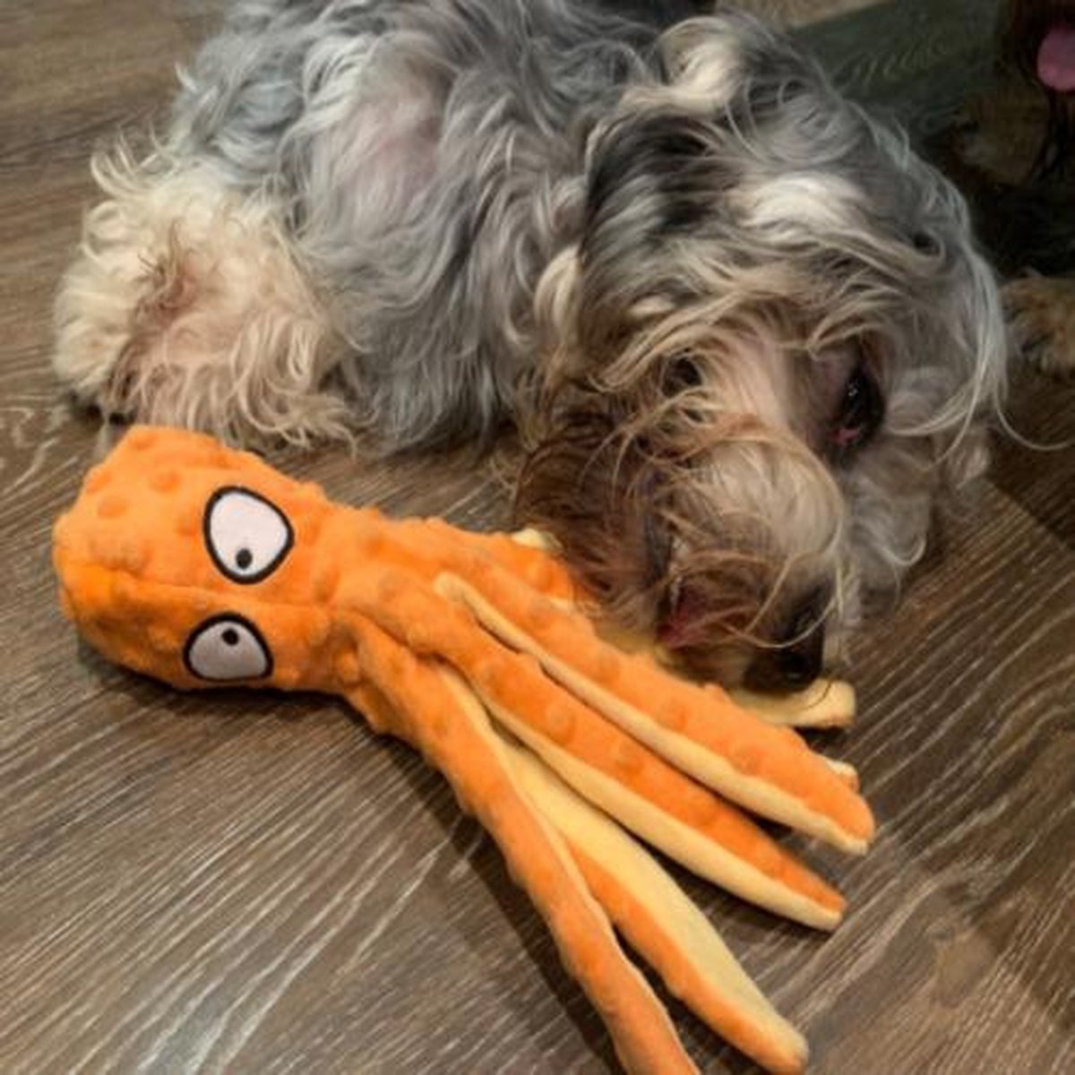 Hondenspeelgoed octofloat drijvend met piep Oranje 30cm Hondenspeelgoed octofloat drijvend met piep Oranje 30cm