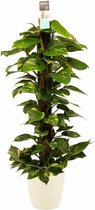 Kamerplant van Botanicly – Herfstvaren incl. crème kleurig sierpot als set – Hoogte: 120 cm – Epipremnum Aureum