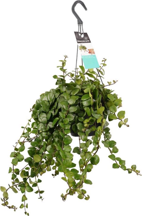 Hangplant - Super mooie hangplant voor binnen - Lipstickplant -  Lippenstiftplant -... | bol.com