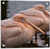 Tuinposter – Roze Pelikanen in het Water - 50x50cm Foto op Tuinposter  (wanddecoratie voor buiten en binnen)