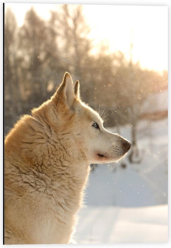 Dibond - Lichte Wolf in Sneeuw  - 40x60cm Foto op Aluminium (Met Ophangsysteem)