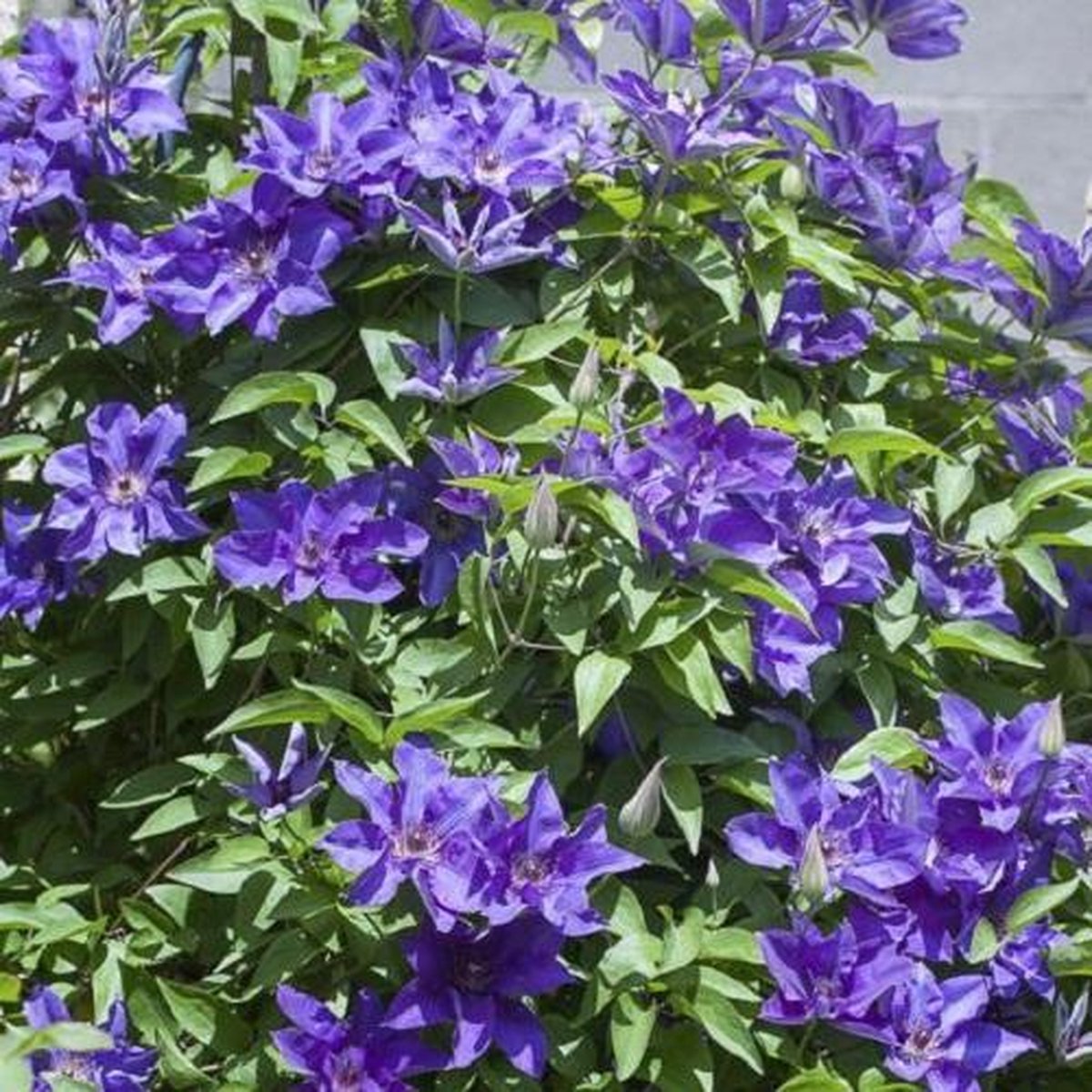 Sitemapcdatahttpsmodeinf Inetcomplanter 2 Clematites Ensemble