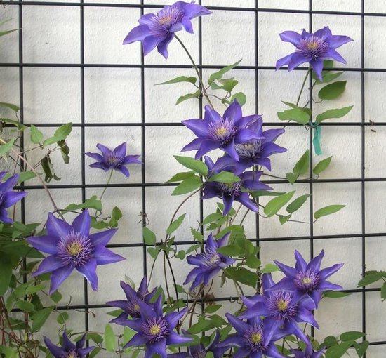 Sitemapcdatahttpsmodeinf Inetcomplanter 2 Clematites Ensemble
