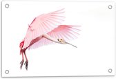 Tuinposter – Mooie Roze Vogel - 60x40cm Foto op Tuinposter  (wanddecoratie voor buiten en binnen)