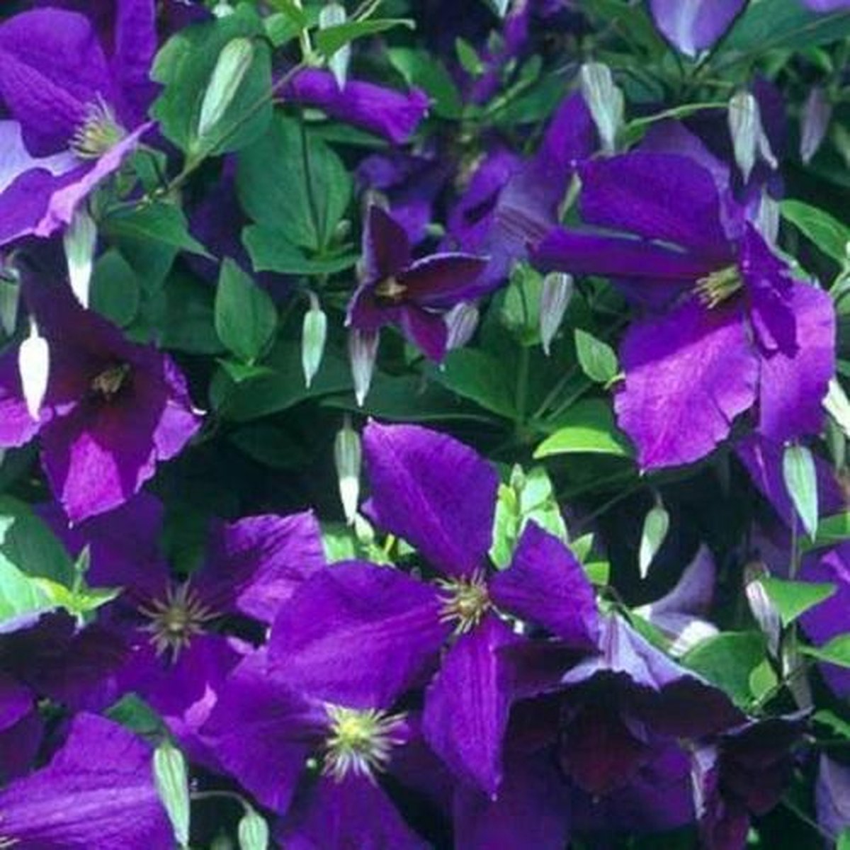 2 x Clematis Jackmanii - Set van 2 Klimplanten | Blauw, Meerjarig & Winterharde tuinplanten | 2 x 1,5 liter pot