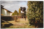 Dibond - Springende Hond - 60x40cm Foto op Aluminium (Wanddecoratie van metaal)