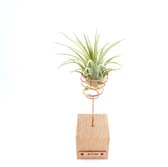 luchtplant standaard hout tillandsia