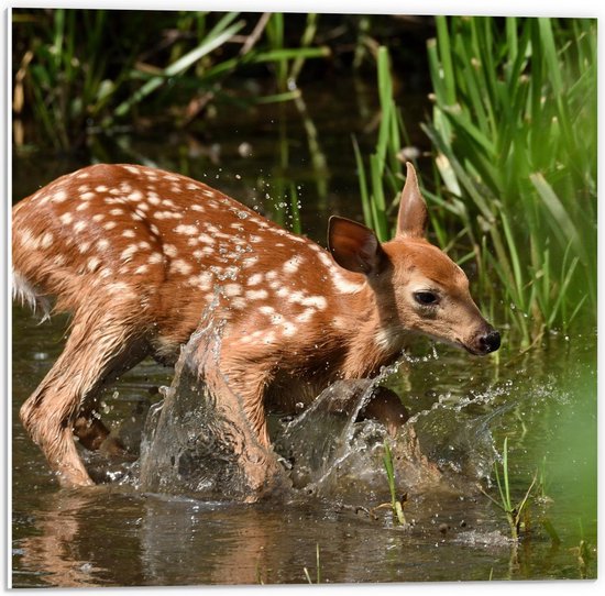 Forex - Klein Hertje in het Water - 50x50cm Foto op Forex