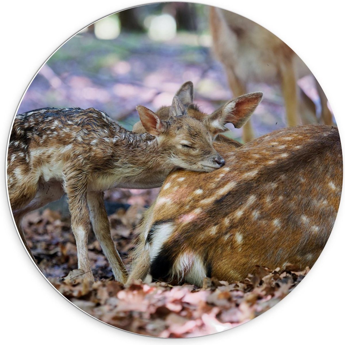 KuijsFotoprint - Schilderij - Babyhert Knuffelend Bij Moeder - Bruin - 70 X 70 Cm