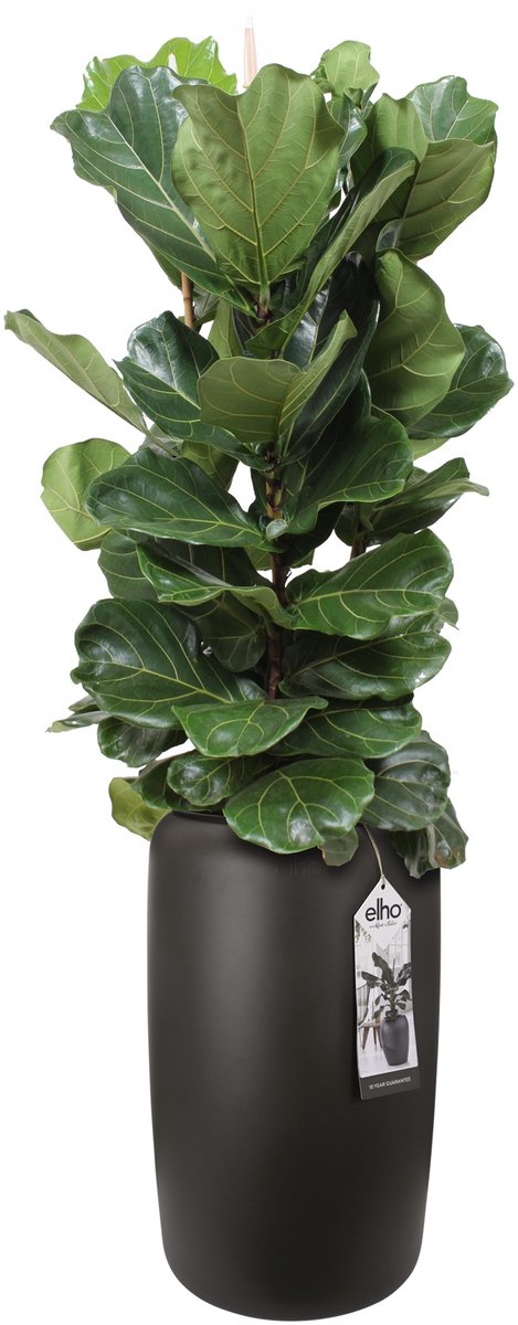 Ficus Lyrata Elho pure beads large walnut brown - Hoogte 110cm Potmaat 27 - Bektas Plants