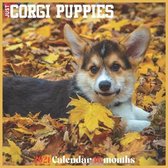 Corgi Puppies 2021 Calendar