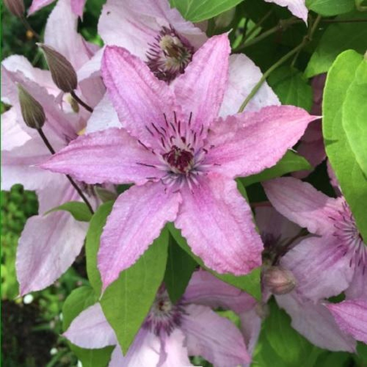 3 x Clematis Hagley Hybrid: 3 halen/2 betalen - Klimplant - Roze Bloeiend, Meerjarig en Winterhard | 3 x 1,5 liter pot