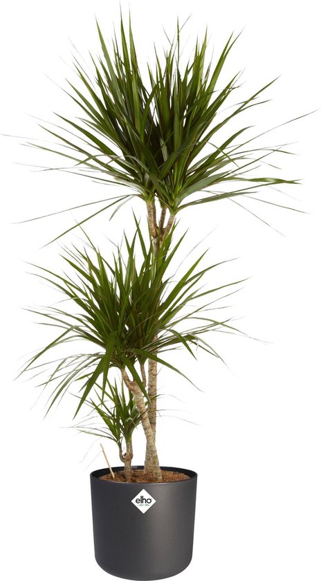 Drakenbloedboom in antraciete pot- Plentygreen.nl - Dracaena Marginata in ® ELHO b.for soft sierpot