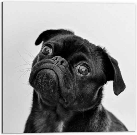Dibond - Verbaasde Pup met Schuin Hoofd (zwart/wit) - 50x50cm Foto op Aluminium (Met Ophangsysteem)