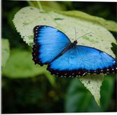 Acrylglas - Blauwe Vlinder liggend op Groen Blad - 50x50cm Foto op Acrylglas (Wanddecoratie op Acrylglas)