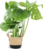 We Love Plants - Monstera Deliciosa + Mand Mirjam - 55 cm hoog - Gatenplant