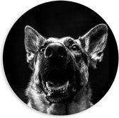 Forex Wandcirkel - Zwart/Witte Hondenkop - 60x60cm Foto op Wandcirkel (met ophangsysteem)