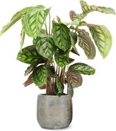 We Love Plants - Calathea Flamestar + Pot Inge - 75 cm hoog - Luchtzuiverende plant