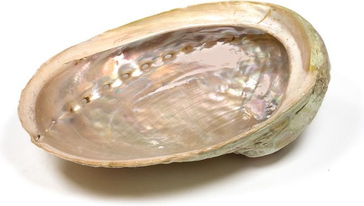 Abalone smudge schelp - Haliotis diversicolor - Parelmoer - maat L - Yogi & Yogini Meditation