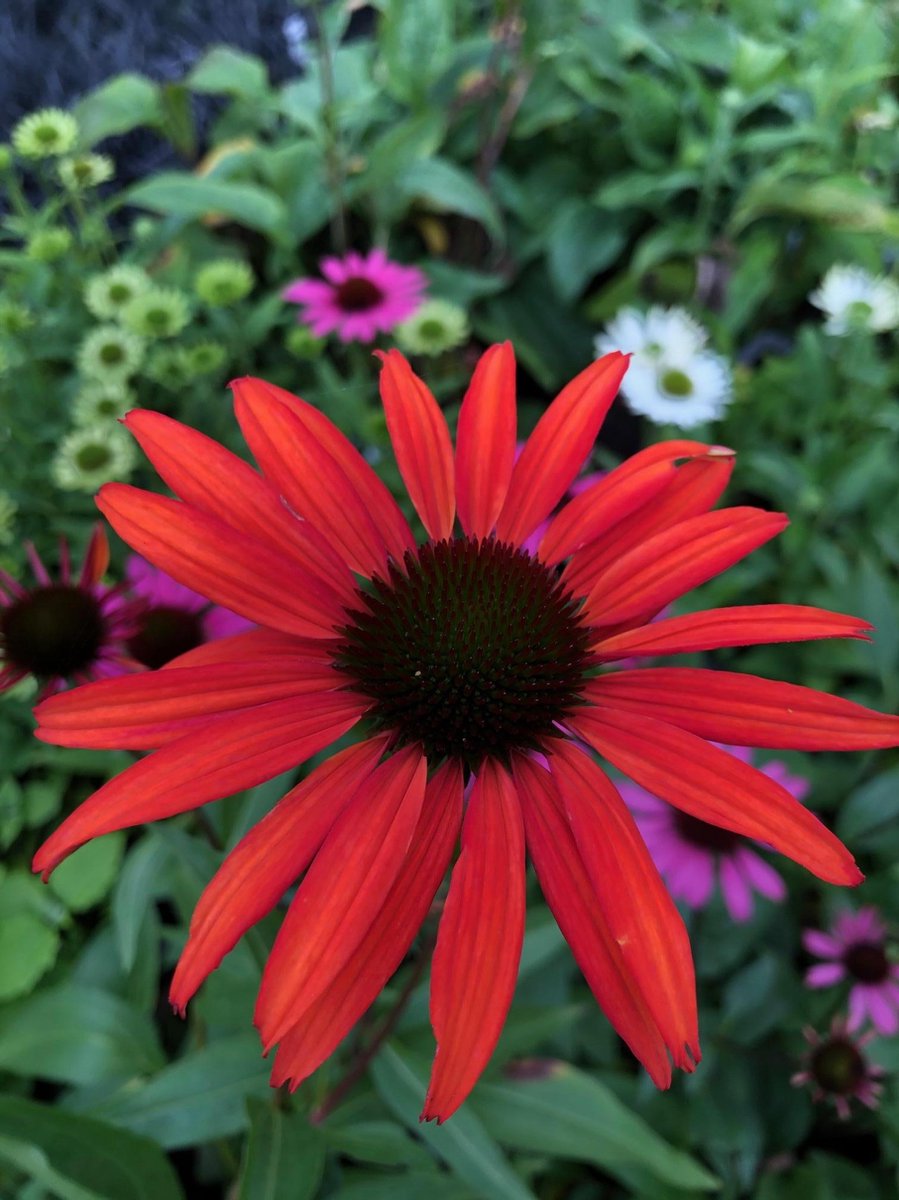 6 x Echinacea 'Tomato Soup' - Zonnehoed - P9 Pot (9 x 9cm) - Dima Vaste Planten