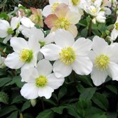 12 x Helleborus niger - Kerstroos in 9x9cm pot met hoogte 5-10cm