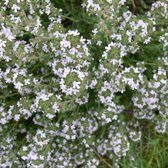 12 x Thymus vulgaris - Tijm in 9x9cm pot met hoogte 5-10cm