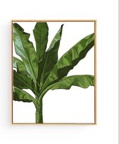 Poster Tropische Bananenboom - Tropische Planten / Bomen - Muurdecoratie - 50x40cm - Postercity