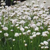 12 x Armeria maritima Alba - Engels Gras in C2 pot met hoogte 10-20cm