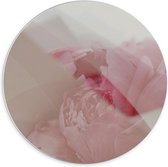 Forex Wandcirkel - Roze Rozen - 70x70cm Foto op Wandcirkel (met ophangsysteem)