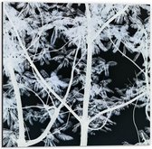 Dibond - Witte Takken  - 50x50cm Foto op Aluminium (Wanddecoratie van metaal)