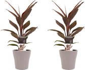 Kamerplanten van Botanicly – 2 × Cordyline Fruticosa Tango incl. taupe sierpot als set – Hoogte: 40 cm