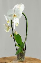 Phalaenopsis cascade wit