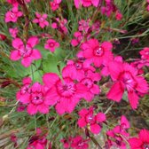 100 x Dianthus deltoides Brilliant -  Steenanjer in 9x9cm pot met hoogte 5-10cm