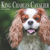 King Charles Cavalier