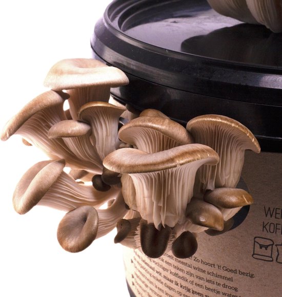 Oesterzwam Growkit – Zelf Paddenstoelen Kweken op Koffiedik – Herstartbaar & Duurzaam Cadeau – Gerecycled Plastic – Sociaal geproduceerd in Nederland – Fryslân Fungies - Aanrecht moestuin - Van Koffie naar Paddenstoel