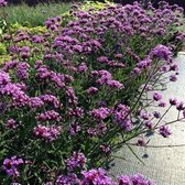 50 x Verbena Bonariensis 'Lollipop' - IJzerhard in 9x9cm pot met hoogte 5-10cm