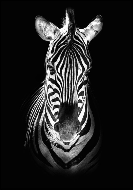 Poster Zebra zwart