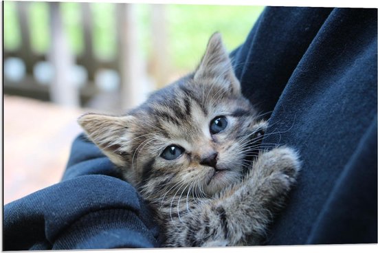 Dibond - Schattige Kitten in de Armen van het Baasje - 90x60cm Foto op Aluminium (Met Ophangsysteem)