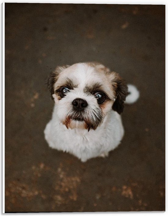 Forex - Lichtbruine/Witte Hond Aankijkend - 30x40cm Foto op Forex